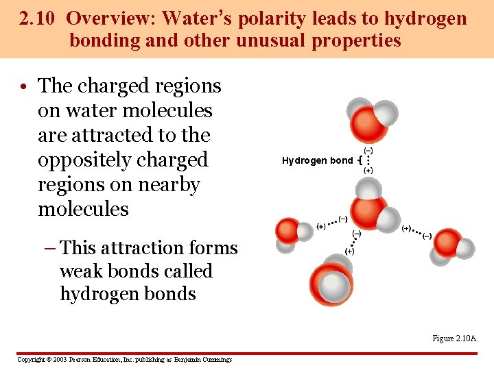 2. 10 Overview: Water’s polarity leads to hydrogen bonding and other unusual properties •