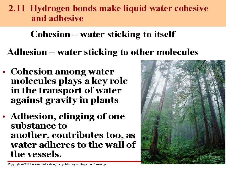 2. 11 Hydrogen bonds make liquid water cohesive and adhesive Cohesion – water sticking