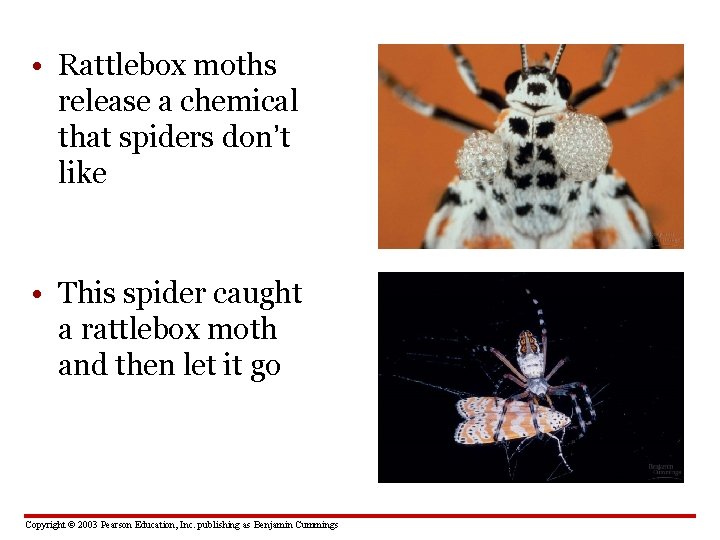  • Rattlebox moths release a chemical that spiders don’t like • This spider