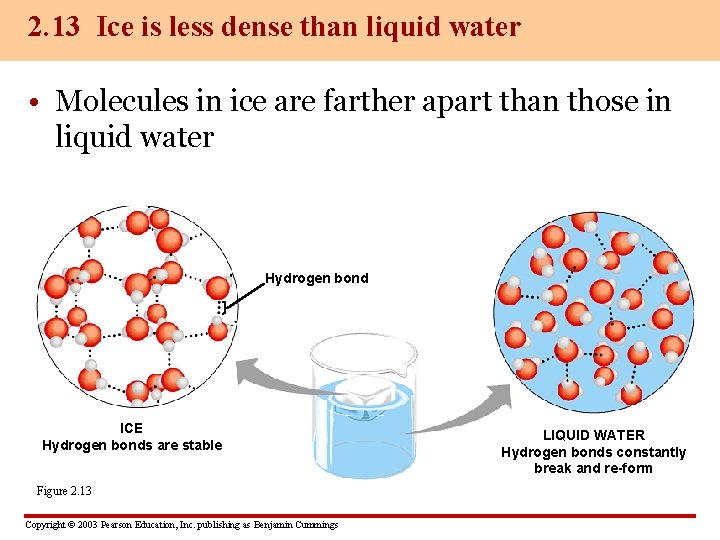 2. 13 Ice is less dense than liquid water • Molecules in ice are
