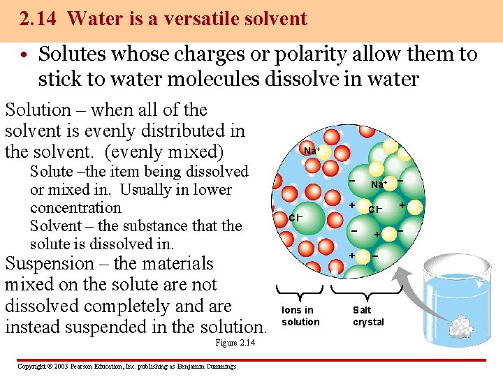 2. 14 Water is a versatile solvent • Solutes whose charges or polarity allow