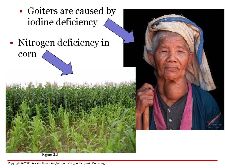  • Goiters are caused by iodine deficiency • Nitrogen deficiency in corn Figure