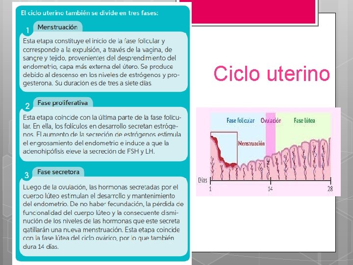Ciclo uterino 