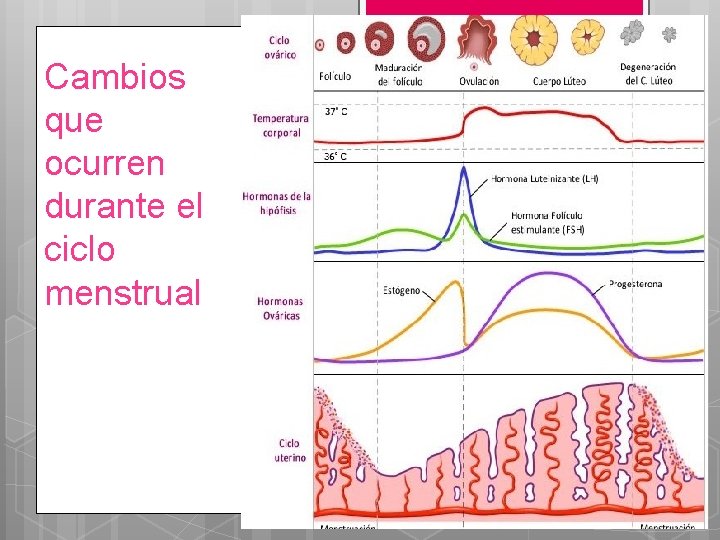 Cambios que ocurren durante el ciclo menstrual 