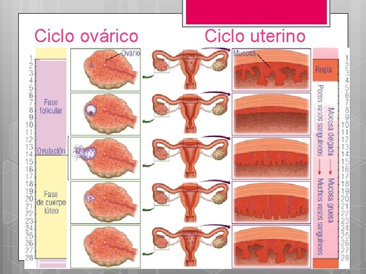 Ciclo ovárico Ciclo uterino 