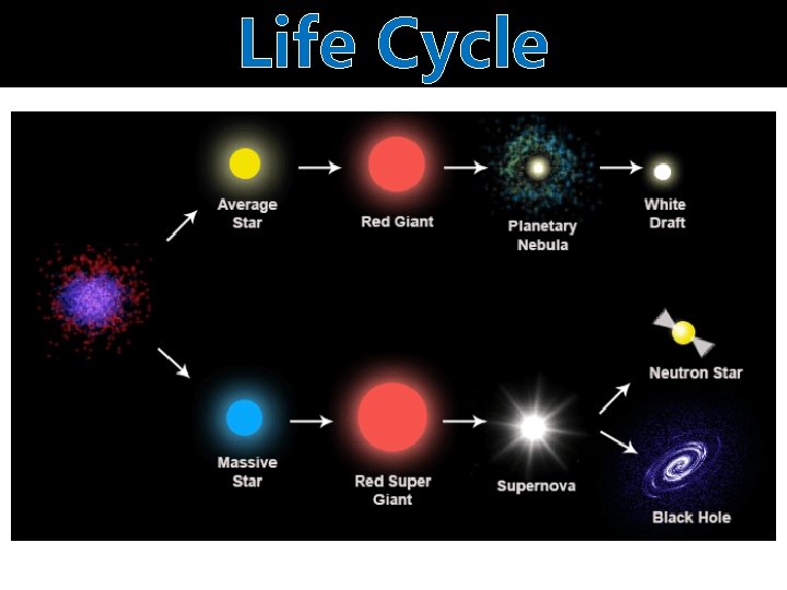 Life Cycle 