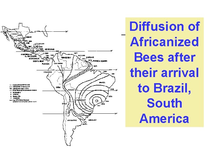 Diffusion of Africanized Bees after their arrival to Brazil, South America 