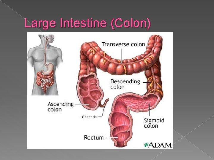 Large Intestine (Colon) 
