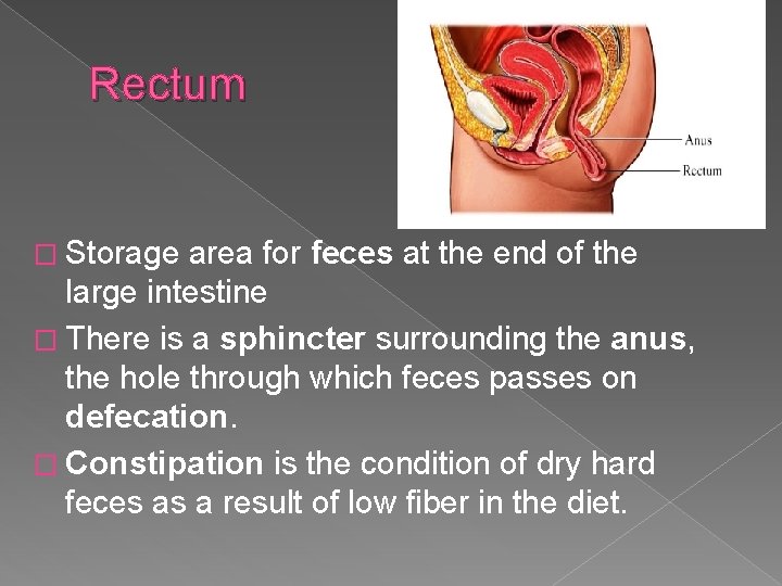 Rectum � Storage area for feces at the end of the large intestine �