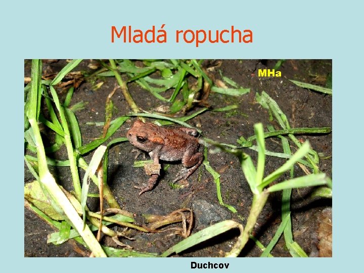 Mladá ropucha Duchcov 