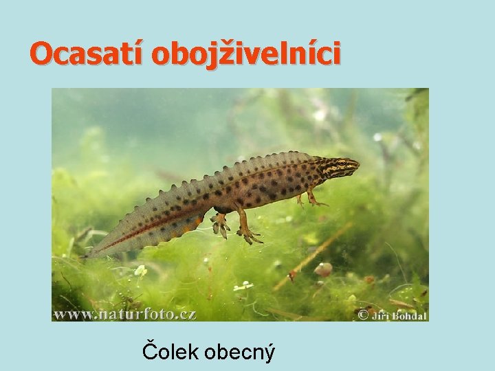 Ocasatí obojživelníci Čolek obecný 