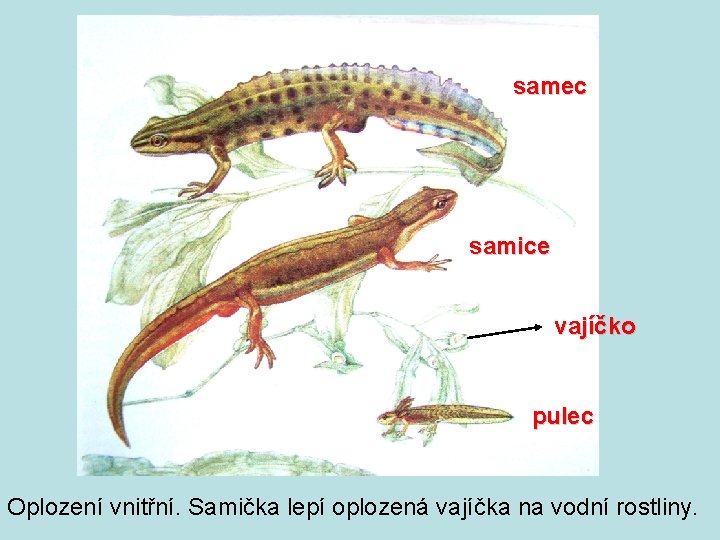 samec samice vajíčko pulec Oplození vnitřní. Samička lepí oplozená vajíčka na vodní rostliny. 