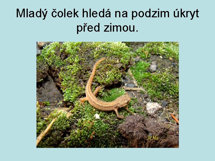 Mladý čolek hledá na podzim úkryt před zimou. 