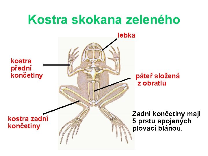 Kostra skokana zeleného lebka kostra přední končetiny kostra zadní končetiny páteř složená z obratlů