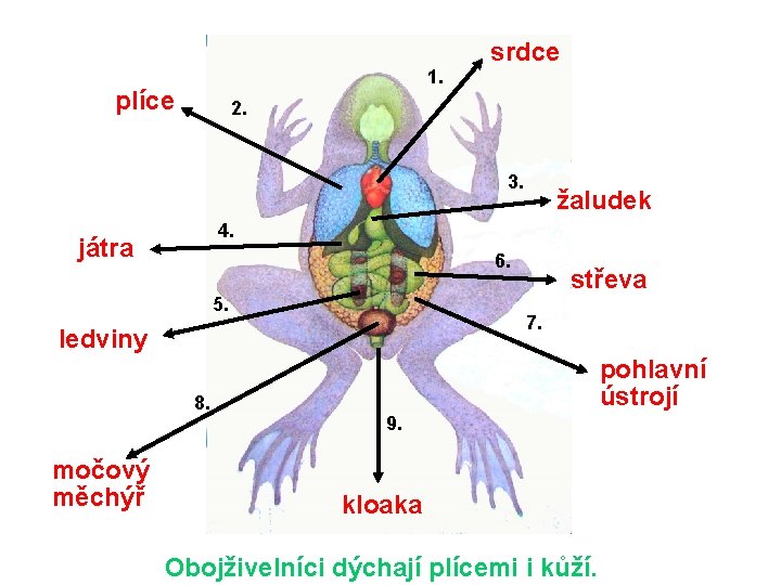 srdce 1. plíce 2. 3. 4. játra 6. 5. 8. střeva 7. ledviny močový