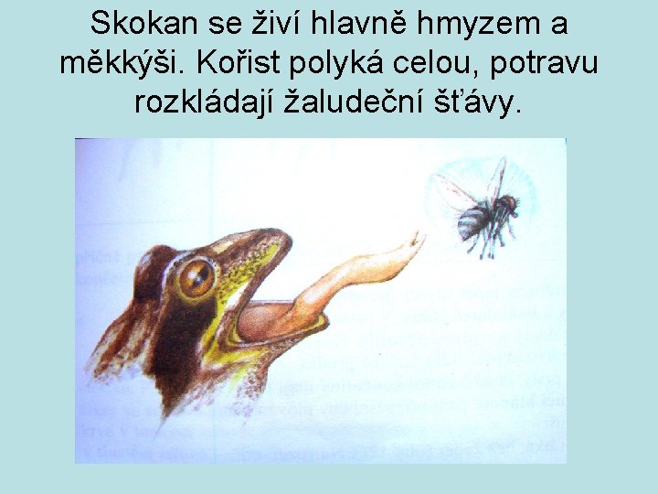 Skokan se živí hlavně hmyzem a měkkýši. Kořist polyká celou, potravu rozkládají žaludeční šťávy.