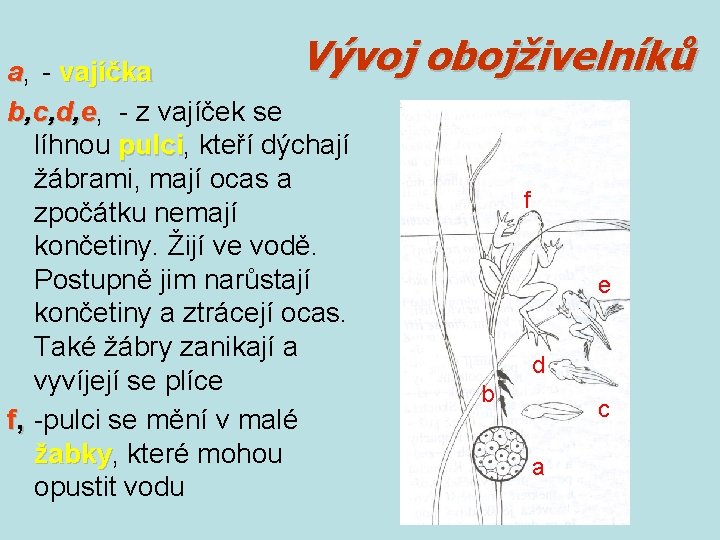 Vývoj a, - vajíčka b, c, d, e, - z vajíček se líhnou pulci,