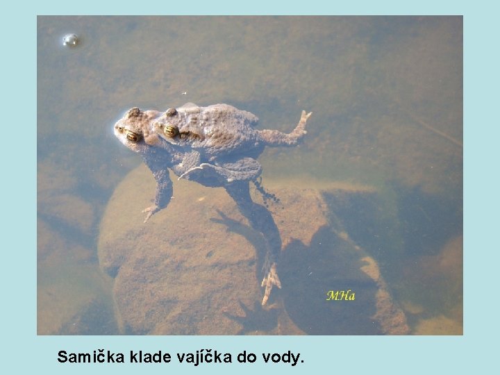 Samička klade vajíčka do vody. 