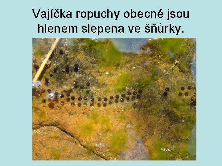 Vajíčka ropuchy obecné jsou hlenem slepena ve šňůrky. 