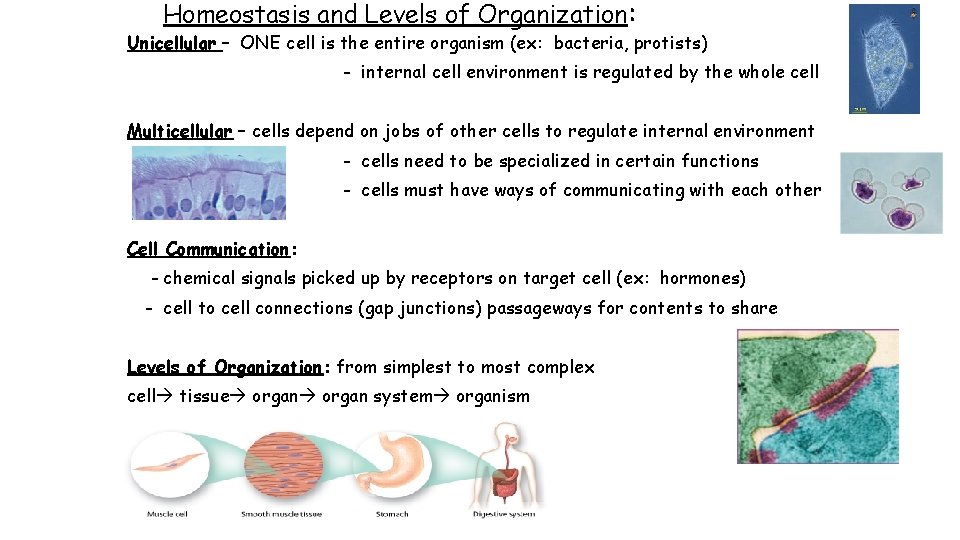 Homeostasis and Levels of Organization: Unicellular – ONE cell is the entire organism (ex: