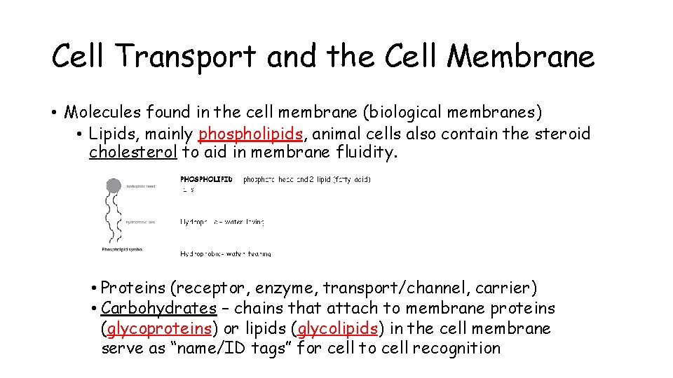 Cell Transport and the Cell Membrane • Molecules found in the cell membrane (biological