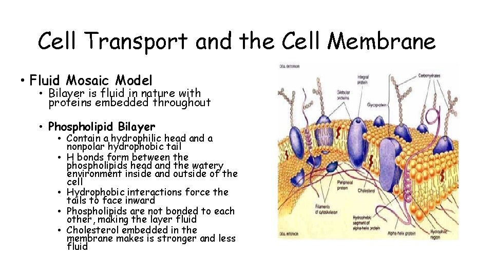 Cell Transport and the Cell Membrane • Fluid Mosaic Model • Bilayer is fluid