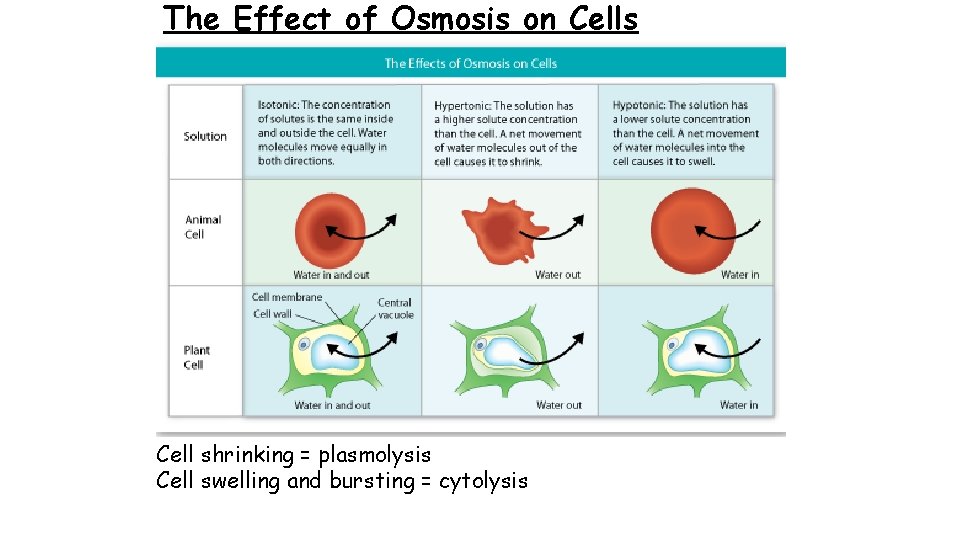The Effect of Osmosis on Cells Cell shrinking = plasmolysis Cell swelling and bursting