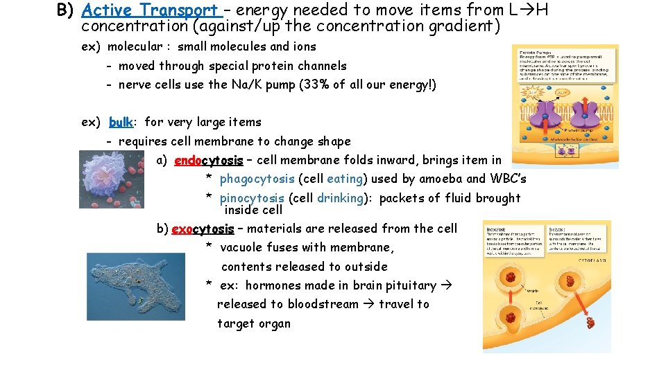 B) Active Transport – energy needed to move items from L H concentration (against/up