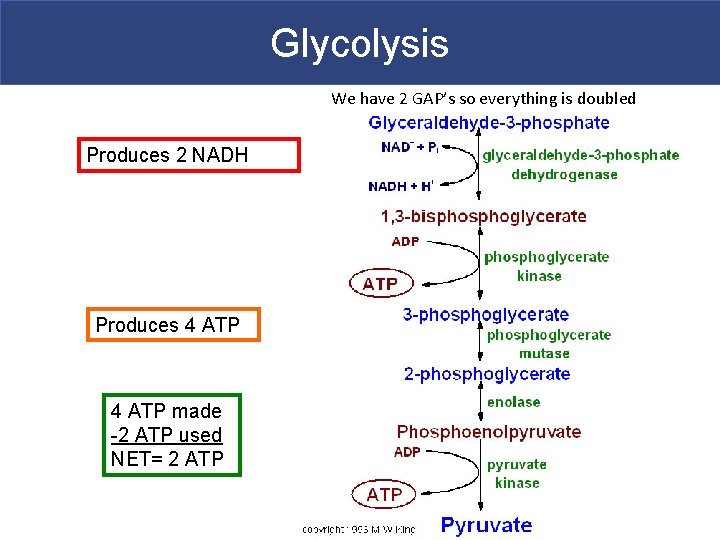 Glycolysis We have 2 GAP’s so everything is doubled Produces 2 NADH Produces 4