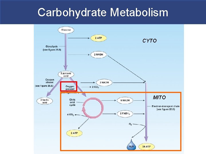 Carbohydrate Metabolism CYTO MITO 