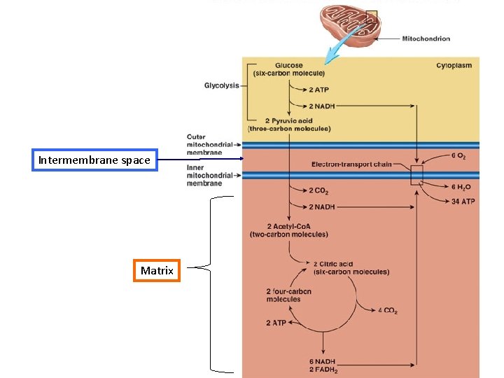 Intermembrane space Matrix 