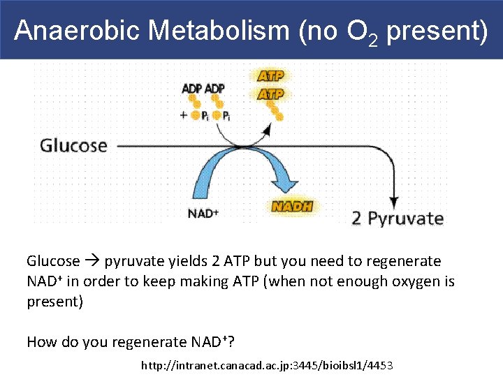 Anaerobic Metabolism (no O 2 present) Glucose pyruvate yields 2 ATP but you need