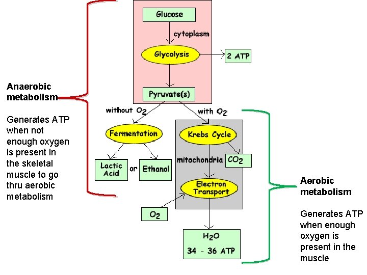 Anaerobic metabolism Generates ATP when not enough oxygen is present in the skeletal muscle