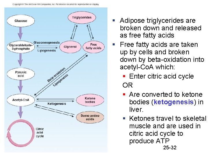 § Adipose triglycerides are broken down and released as free fatty acids § Free