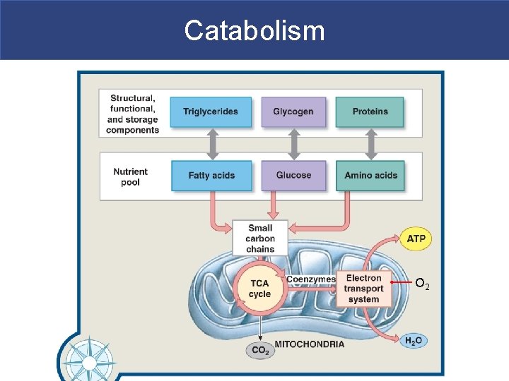 Catabolism O 2 
