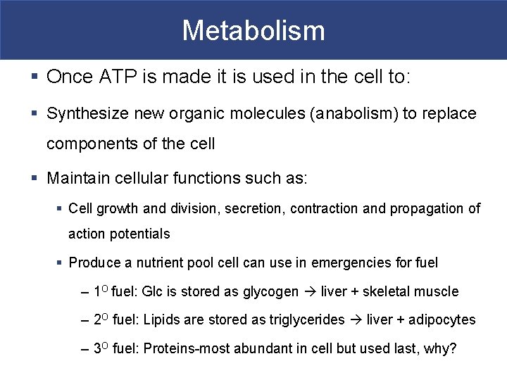 Metabolism § Once ATP is made it is used in the cell to: §