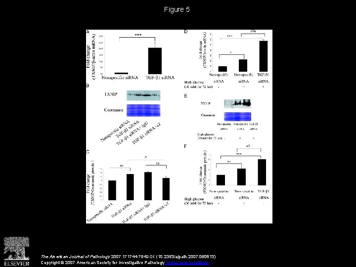 Figure 5 The American Journal of Pathology 2007 171744 -754 DOI: (10. 2353/ajpath. 2007.