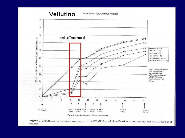 Vellutino entraînement 