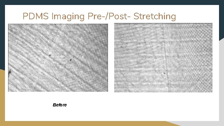 PDMS Imaging Pre-/Post- Stretching Before 