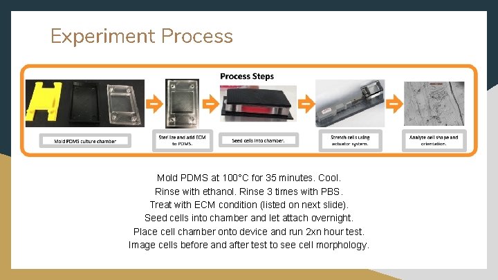 Experiment Process Mold PDMS at 100°C for 35 minutes. Cool. Rinse with ethanol. Rinse