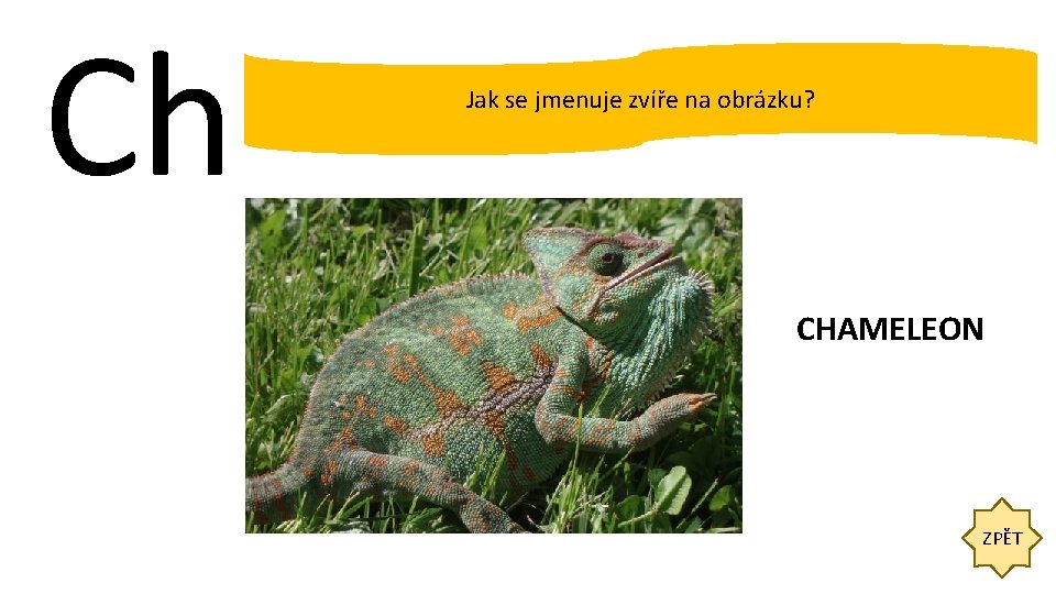 Ch Jak se jmenuje zvíře na obrázku? CHAMELEON ZPĚT 