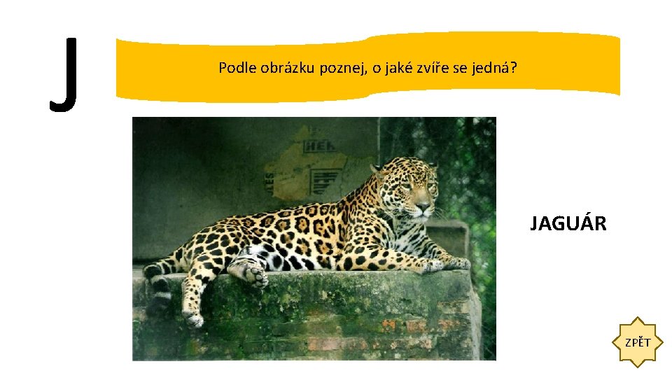 J Podle obrázku poznej, o jaké zvíře se jedná? JAGUÁR ZPĚT 