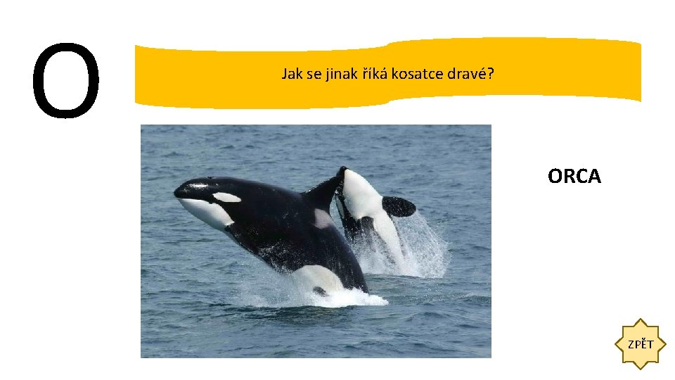 O Jak se jinak říká kosatce dravé? ORCA ZPĚT 