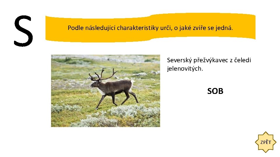 S Podle následující charakteristiky urči, o jaké zvíře se jedná. Severský přežvýkavec z čeledi