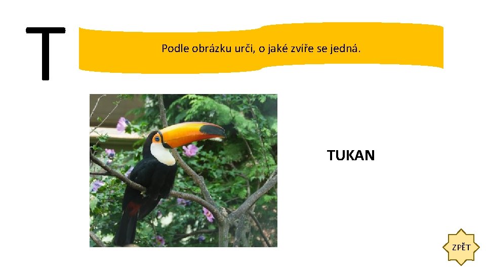 T Podle obrázku urči, o jaké zvíře se jedná. TUKAN ZPĚT 