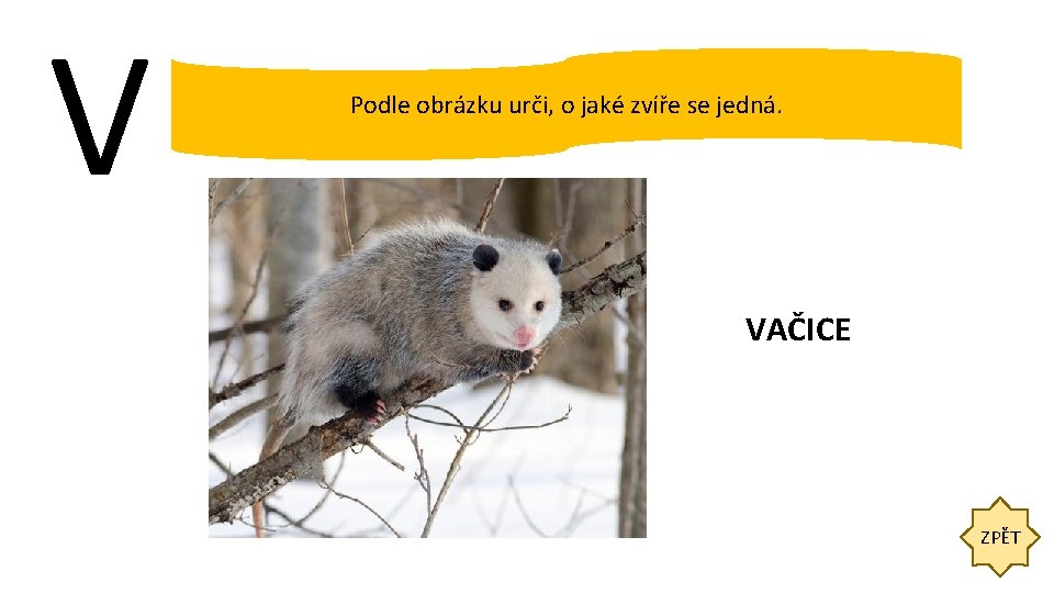 V Podle obrázku urči, o jaké zvíře se jedná. VAČICE ZPĚT 