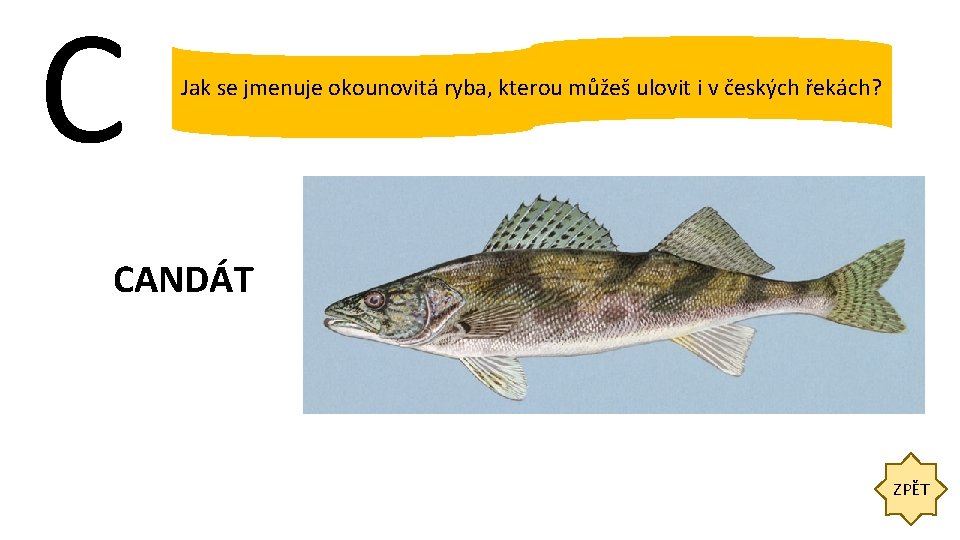 C Jak se jmenuje okounovitá ryba, kterou můžeš ulovit i v českých řekách? CANDÁT