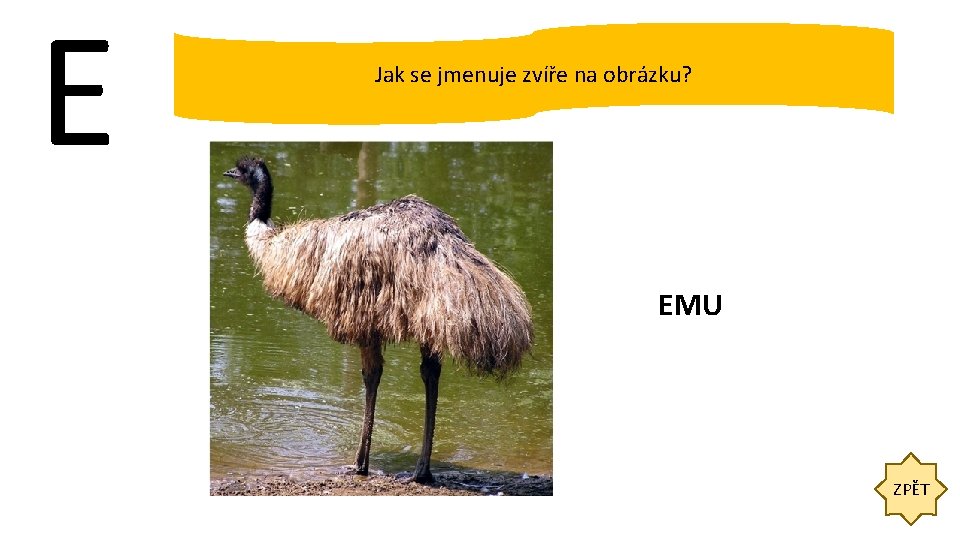 E Jak se jmenuje zvíře na obrázku? EMU ZPĚT 