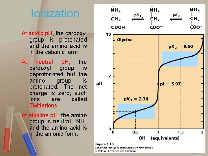 At acidic p. H, the carboxyl group is protonated and the amino acid is