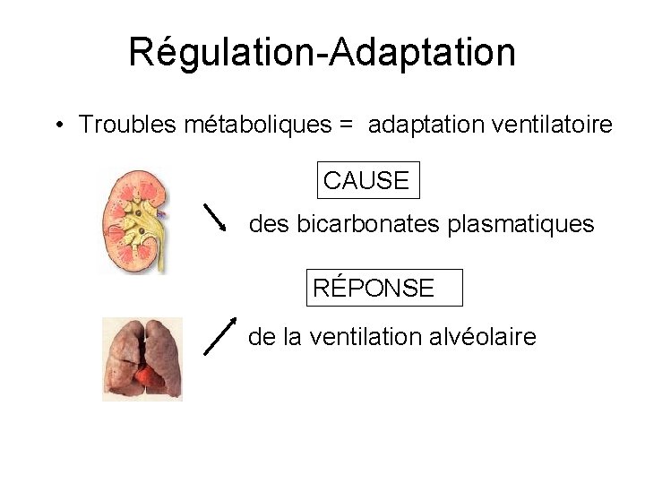 Régulation-Adaptation • Troubles métaboliques = adaptation ventilatoire CAUSE des bicarbonates plasmatiques RÉPONSE de la